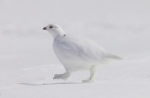 オジロライチョウ